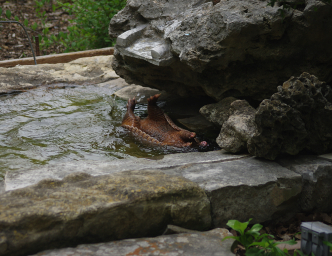 Armadillo taking a bath!