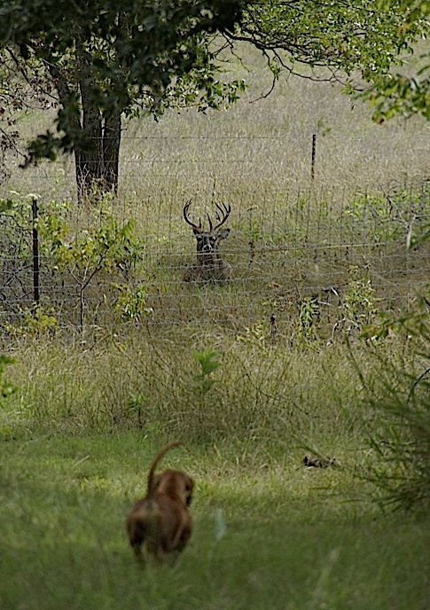 Big deer